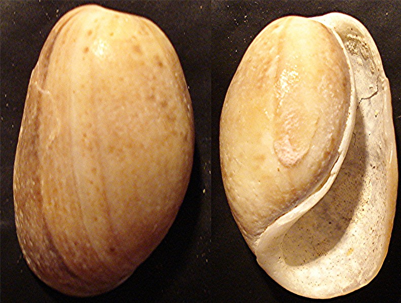 bulla striata